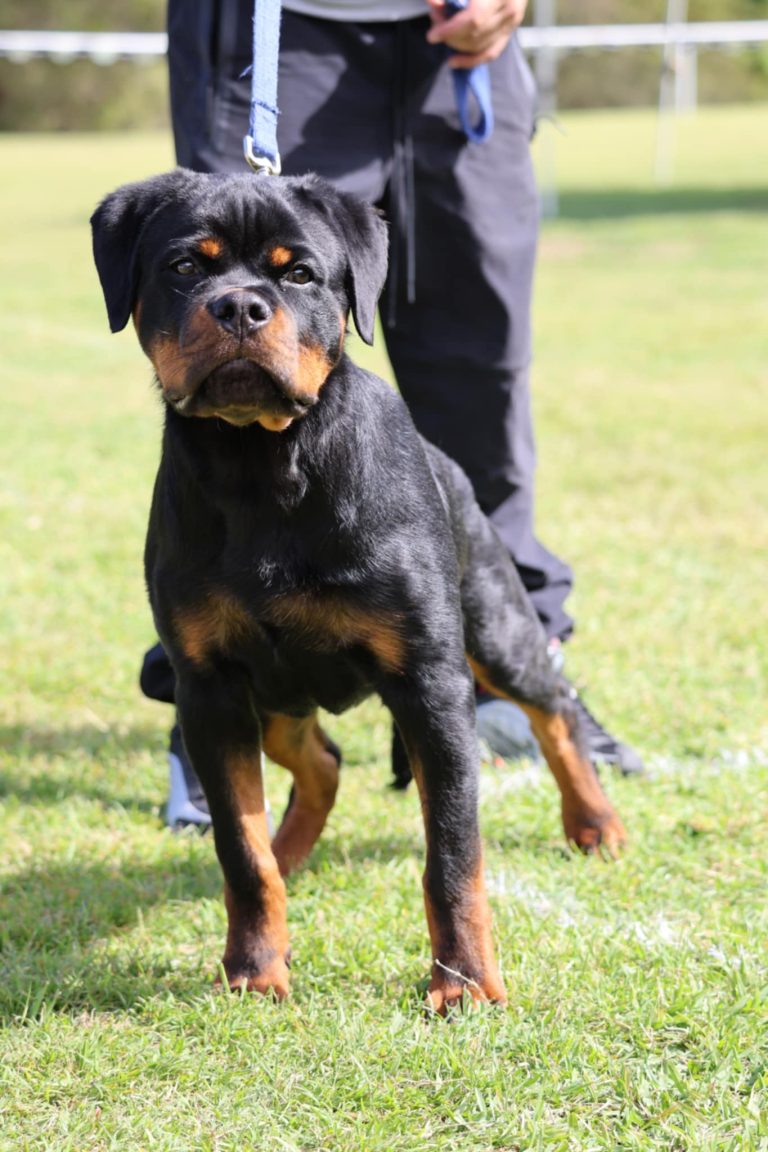 Training Rottweiler Dogs Obedience Training Basics For Rottweilers - Vanaheim Rottweilers