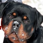 Bruno Vom Hause Scherau head in the snow