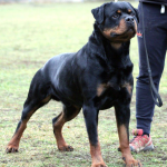 Bruno Vom Hause Scherau at the show
