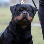 Bruno Vom Hause Scherau at the show