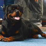 Bruno Vom Hause Scherau at the show
