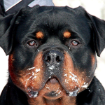 Bruno Head 2