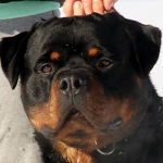 Bruno Head