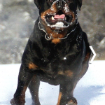 Bruno Vom Hause Scherau in the snow