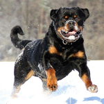 Bruno Vom Hause Scherau in the snow