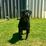 Sydney Rottweilers