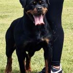Best Rottweilers