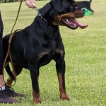 Purebred Rottweilers