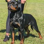 Pedigree Rottweilers